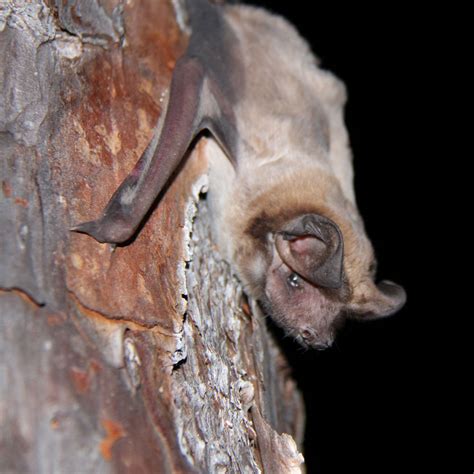 one of the rarest bats in the world lives in south florida