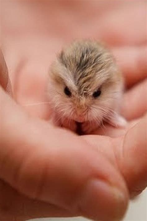 Most Adorable Tiny Animals Animals Cute Animals Pets