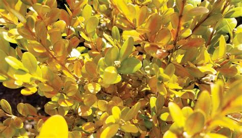 Darrell Blackwelder Column Yellowing Of Boxwoods And Evergreen Shrubs