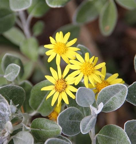 Best Silver Foliage Plants To Beautify Your Garden Balcony Garden Web