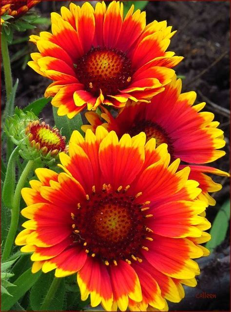 All Orange Flowers And Yellow Flowers Are Beautiful And With Meanings