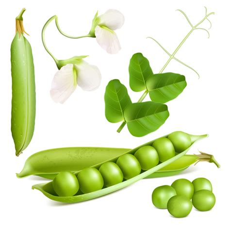 Download Pea with white flower vector - Vector Flower free download