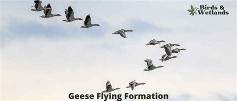 Geese Flying Formation - Birds & Wetlands