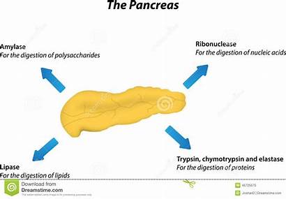 Pancreas Exocrine Physiology Fysiologie Physiologie Pankreas Inflammation
