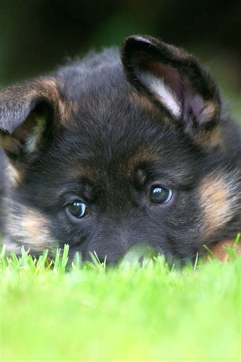 Black German Shepherd Puppies Wallpaper Pets Lovers