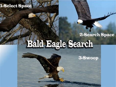 Behaviour Of Bald Eagle During Hunting Download Scientific Diagram