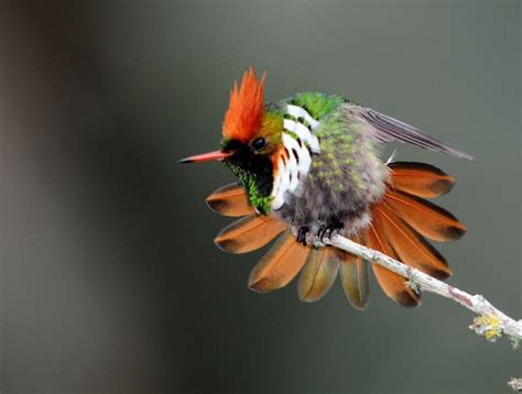 1215 Best Images About Birds On Pinterest Birds