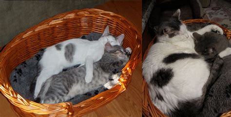 31 Cats Recreate Photos From Their Kittenhood Cats Cats And Kittens