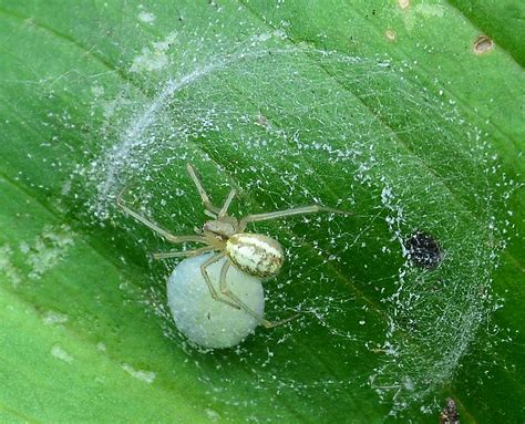 Comb Foot Spider Enoplognatha Ovata This Was On The Leaf O Flickr