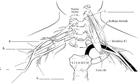 Nerves Of Brachial Plexus Spinal Cord Rr School Of Nursing