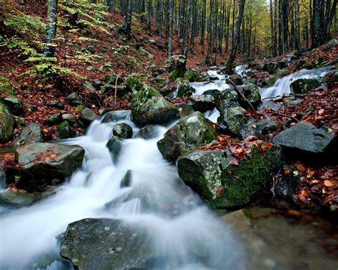 Mountain Stream In Autumn Gray Rocks With Green Moss