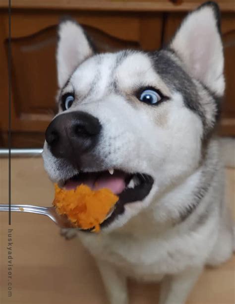 These scrummy tubers supply iron, magnesium, vitamin c, vitamin b6, and many other nutrients. Can dogs eat potatoes? - Husky Advisor - Husky diet - Dog ...
