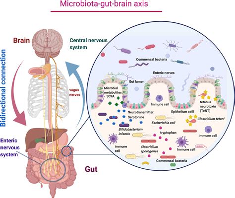 Frontiers Role Of Gut Microbiome In Autism Spectrum Disorder And Its