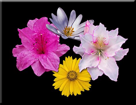 Flower Collage Photograph By Michael Whitaker Fine Art America