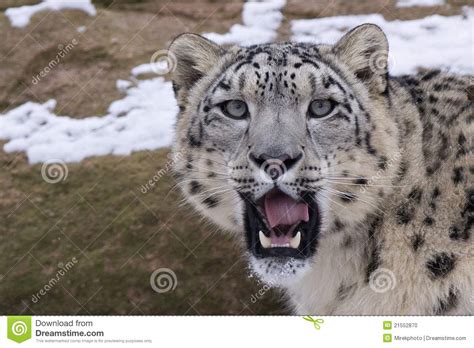 Snow Leopards Face Stock Photo Image 21552870