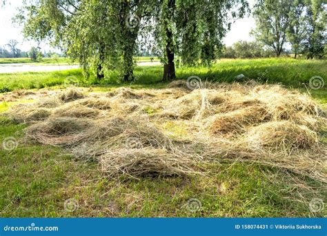 Traditional Drying Of Mown Grass Hay In A Meadow Under A Tree Autumn