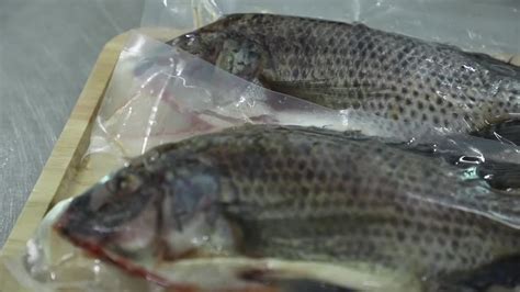 Chilled Black Tilapia Fish With Gutted And Scaled 350 550g Buy Whole