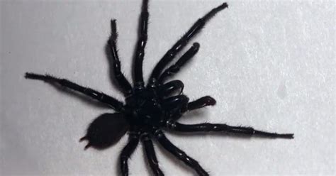 Giant Australian Funnel Web Spider Gets Name Colossus Cnet