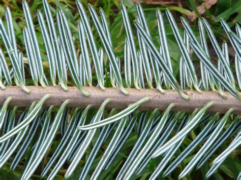 Gratis Afbeeldingen Boom Tak Fabriek Hout Gazon Blad Bloem