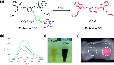 A Fluorescence Response Of The Nir Fluorescent Probe Qcy7 Bgal To