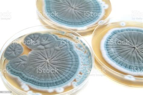 Agar Plates With Penicillium Fungi On White Stock Photo Download
