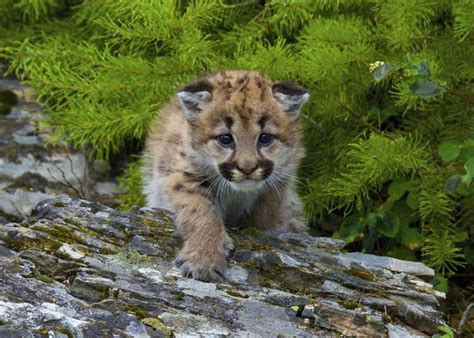 Mountain Lion Baby Mountain Lion Kitten Georgia Welch Flickr