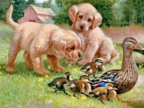 Ducklings And Puppies