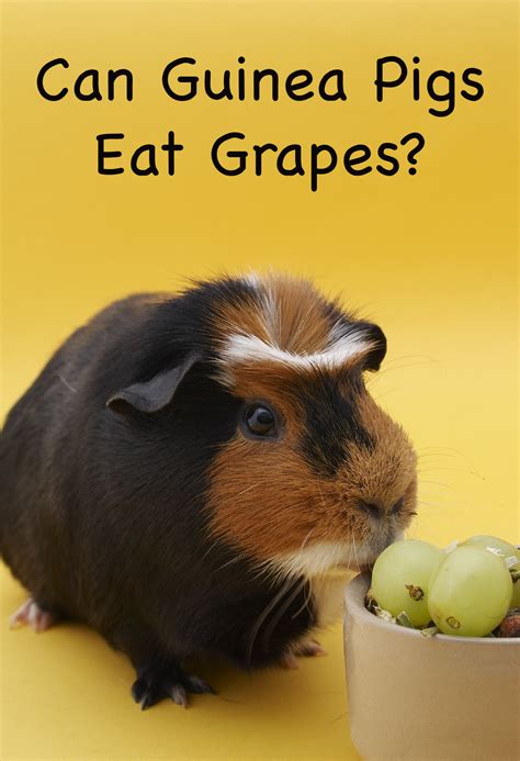 Cats may be allergic to tomatoes. Can Guinea Pigs Eat Grapes - A Guinea Pig Feeding Guide