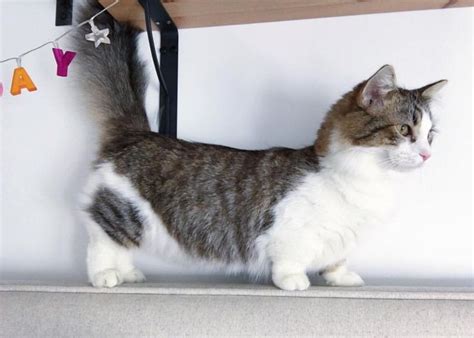 Munchkin Short Legged Cat Gatti