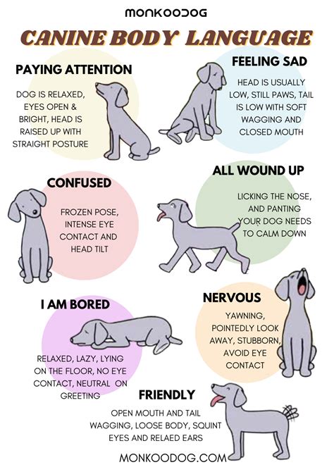 How To Understand Your Dogs Body Language Monkoodog