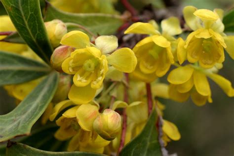 Seinet Portal Network Berberis Trifoliolata