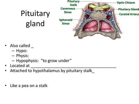 Ppt Pituitary Gland Powerpoint Presentation Free Download Id1930758