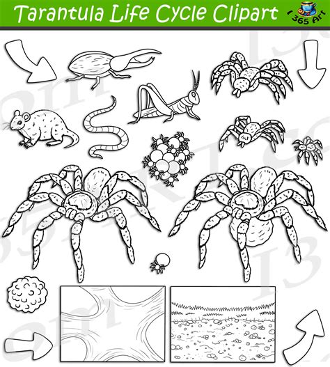 Tarantula Life Cycle Clipart Set Download Clipart 4 School