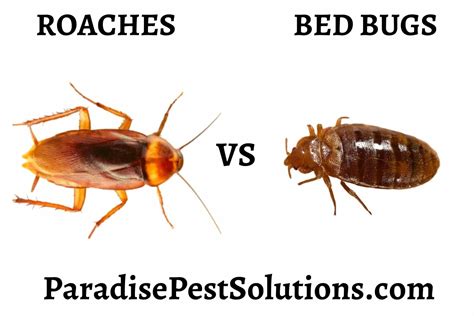 Do Roaches Eat Bed Bugs Paradise Pest Solutions