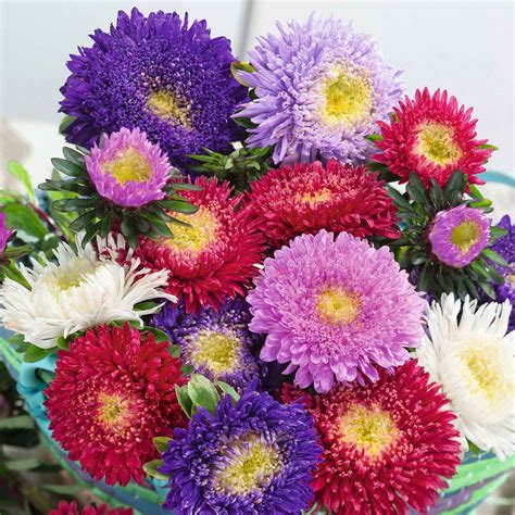 China Aster Seeds Powderpuff Mix Flower Seeds In Packets And Bulk