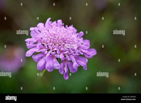 Scabiosa Butterfly Blue Hi Res Stock Photography And Images Alamy