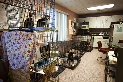 Crowded Animal Shelters