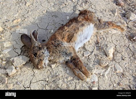 European Rabbit Oryctolagus Cuniculus Dead Rabbit On Dried Out