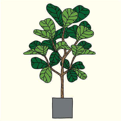 Doodle Freehand Sketch Drawing Of Fiddle Leaf Fig Tree 3303025 Vector