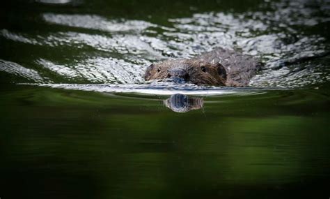 Beavers The Engineer Of The Woods Wildlife Adventure Wildlife