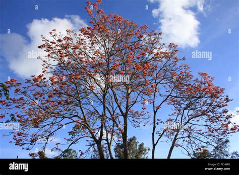 Erythrina Poeppigiana Bucare Venezuelan Tree Stock Photo Alamy