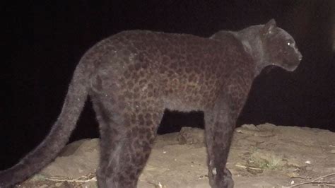 See Stunning New Photos Of Rare African Black Leopard Smart News Smithsonian Magazine