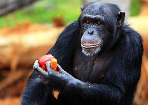 Americas Last Few Research Chimpanzees Are Set To Retire Before