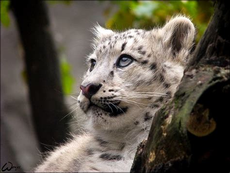 Dreaming Baby Snow Leopard By Woxys On Deviantart