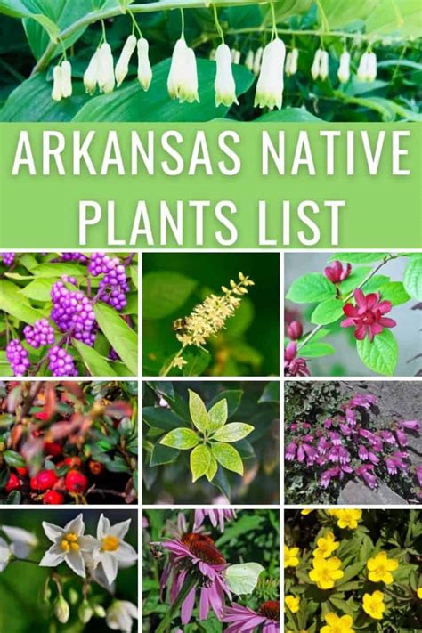 Arkansas Native Plants List 12 Best Plants And Shrubs For Landscaping