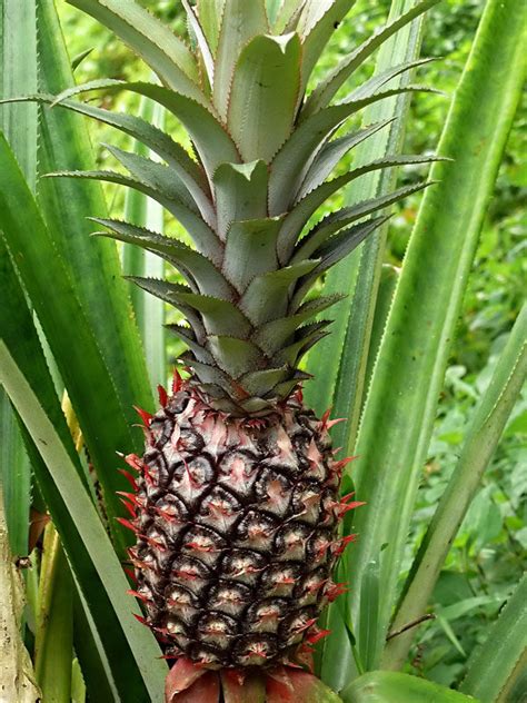 Smooth Cayenne Pineapple Plant Ananas Cosomus Urban Tropicals