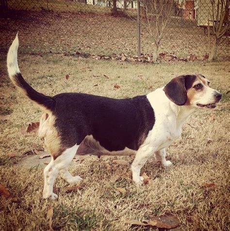 Different Types Of Beagles Our Beagle World Forums