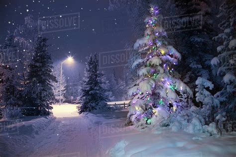 View Of A Decorated Christmas Tree Along The Driveway Of A Home At