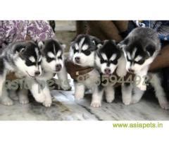 Some potential concerns include seizures, defects of the eye like cataracts, corneal dystrophy. Siberian husky puppy for sale in Delhi at best price
