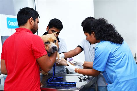 At crescenta cañada pet hospital, our la crescenta veterinarian team has been providing compassionate and caring services since 1958. Best Care Animal Hospital - Veterinary services Sir Lanka ...
